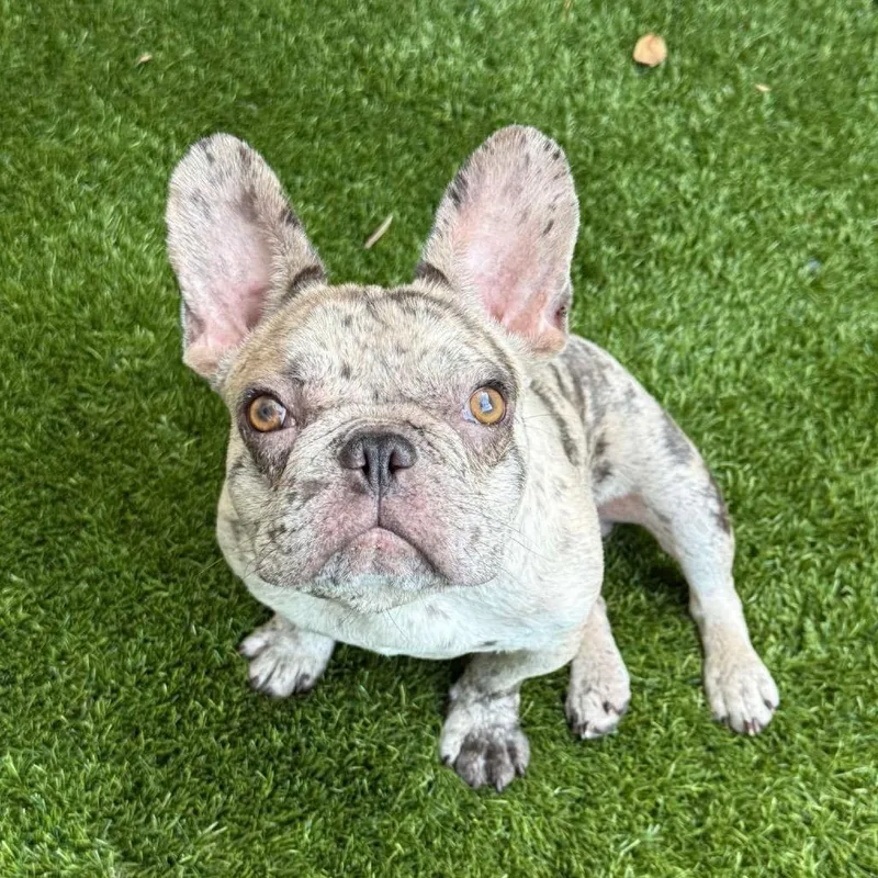 A young small-sized male Gray / Blue / Silver French Bulldog dog named Chip for adoption in Pearland, TX