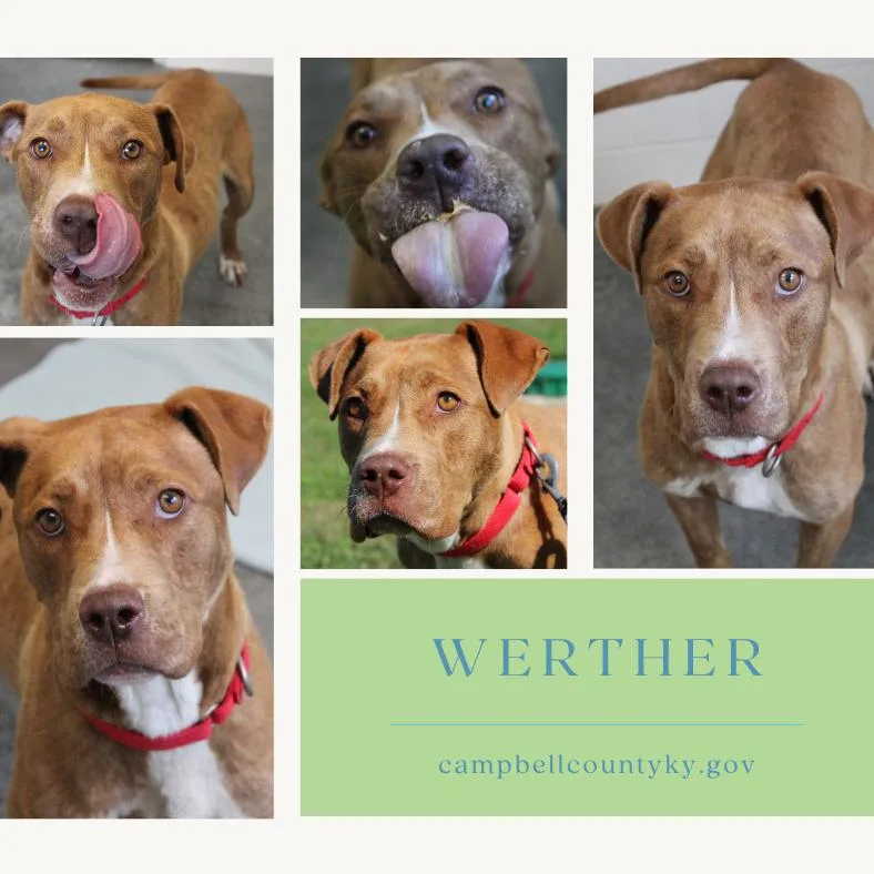 An adult medium-sized male Red / Chestnut / Orange Mixed Breed dog named Werther for adoption in Brooksville, KY