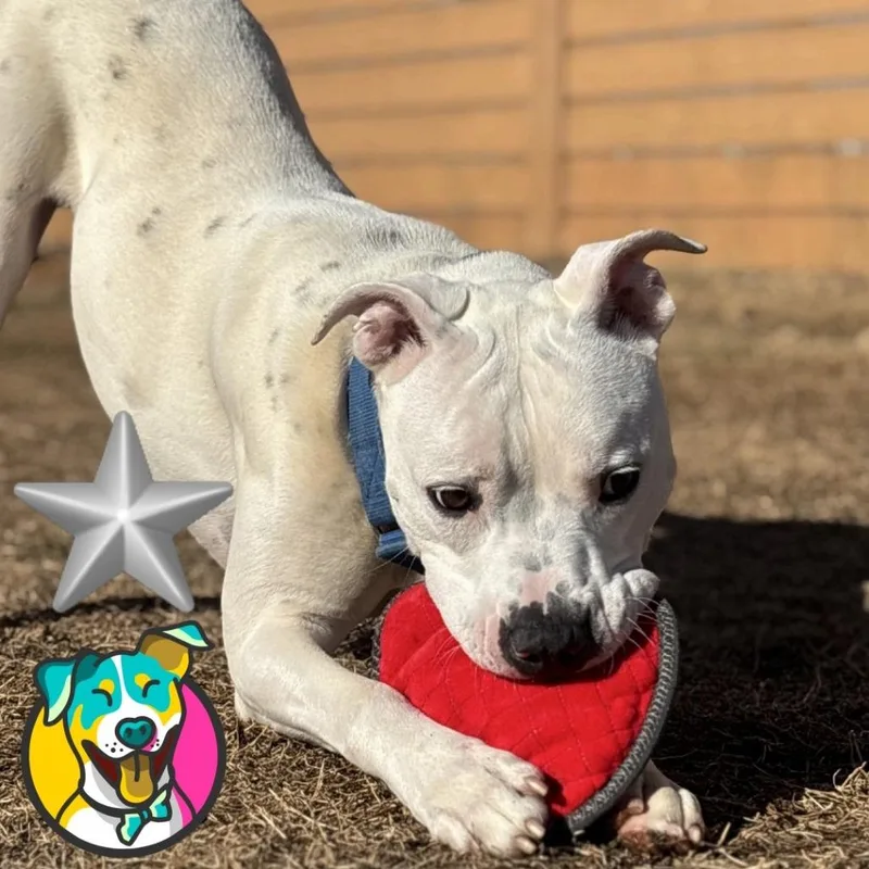 An adult medium-sized male White / Cream Pit Bull Terrier dog named Sprite for adoption in Mooresville, NC