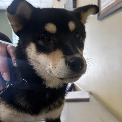 A young small-sized female Shiba Inu dog named Polly for adoption in Merriam, KS