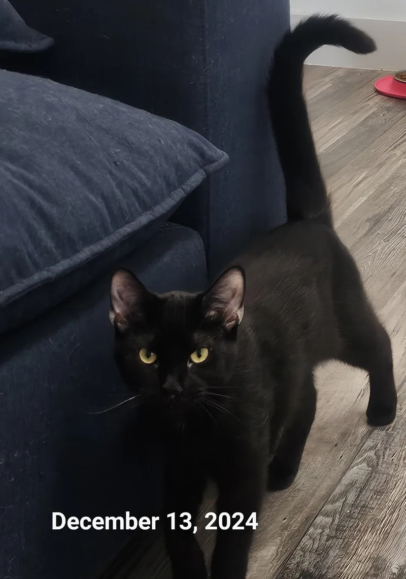 Vampire Bill thumbnail 5