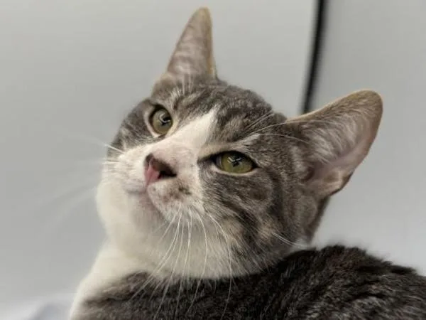 Keyboard thumbnail 2