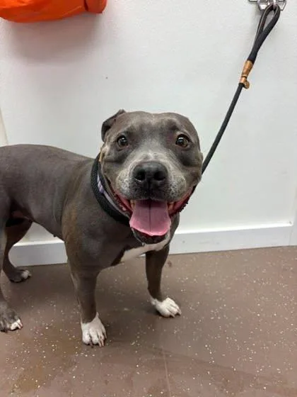 An adult large-sized female Pit Bull Terrier dog named Dorothy for adoption in South Bend, IN