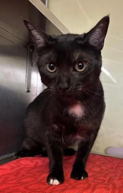 An adult medium-sized male Smoke Domestic Short Hair cat named Smokie for adoption in Margate, FL
