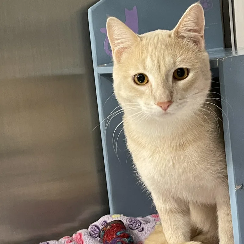 George @ Livonia Petsmart thumbnail 2