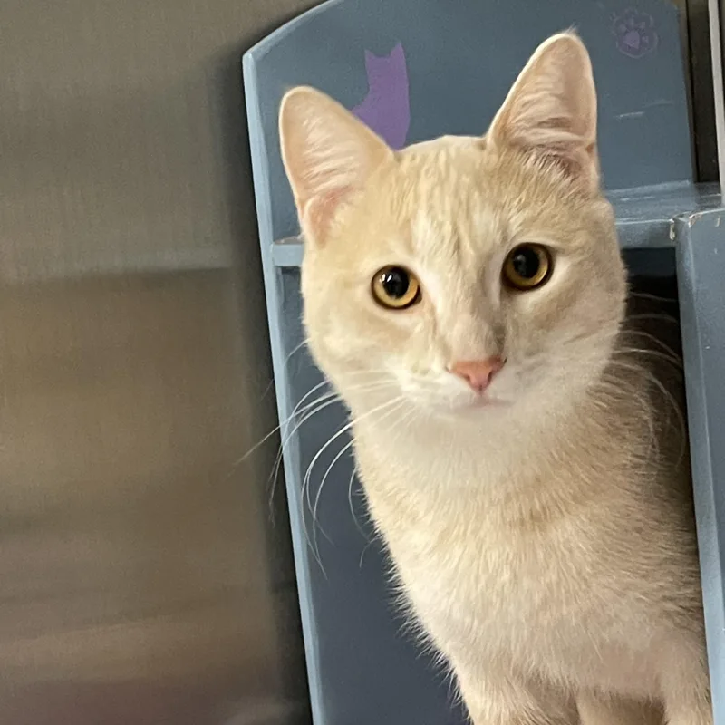 A young medium-sized male Tabby (Buff / Tan / Fawn) Tabby cat named George @ Livonia Petsmart for adoption in Wyandotte, MI