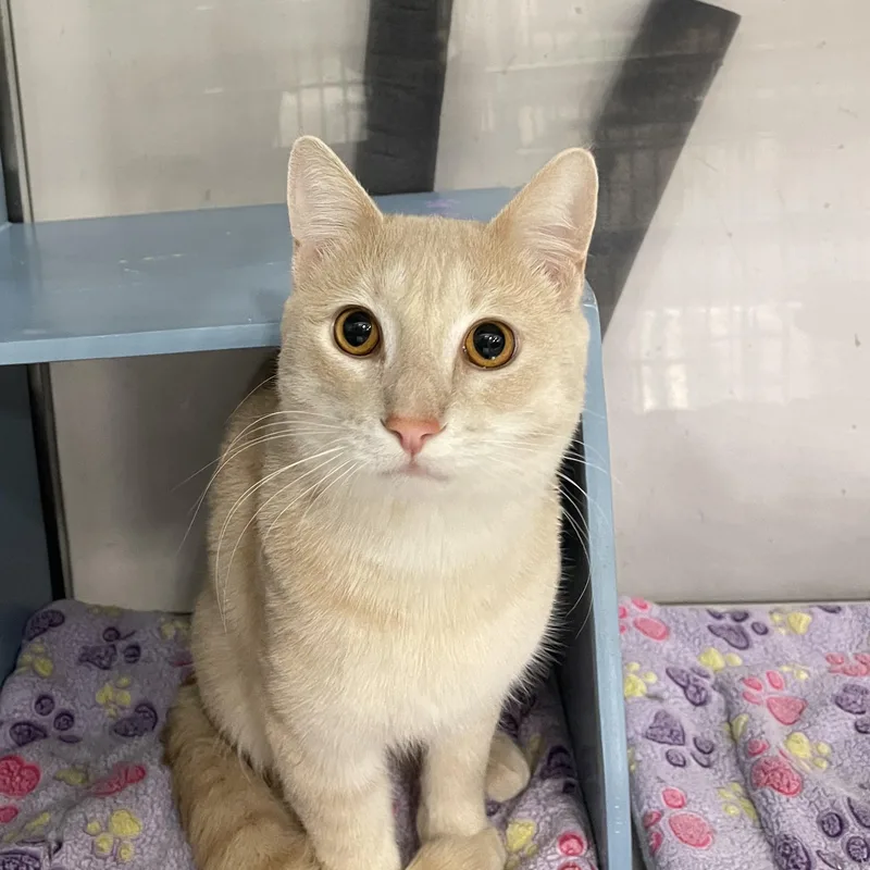 George @ Livonia Petsmart thumbnail 4