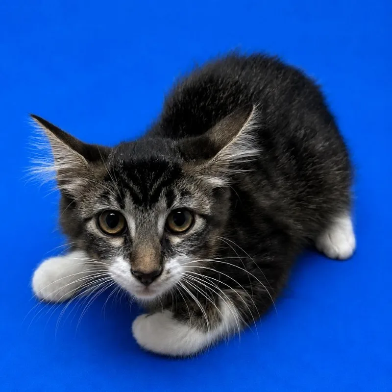 A baby small-sized female Brown / Chocolate Domestic Medium Hair cat named Trinity for adoption in Riverside, CA