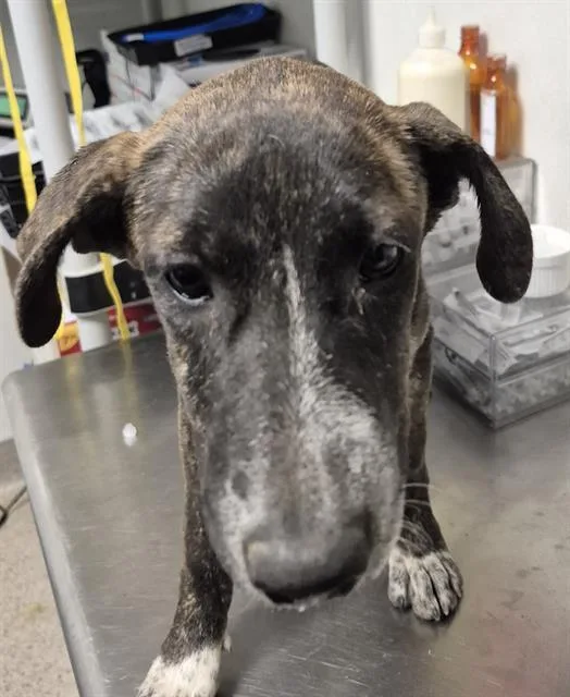 A baby small-sized female Terrier dog named Scorpion for adoption in Bakersfield, CA