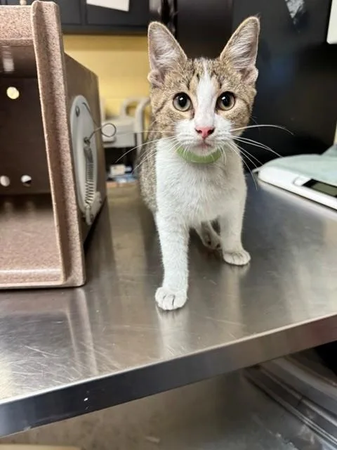 A baby medium-sized female Domestic Short Hair cat named Noelle for adoption in Cookeville, TN