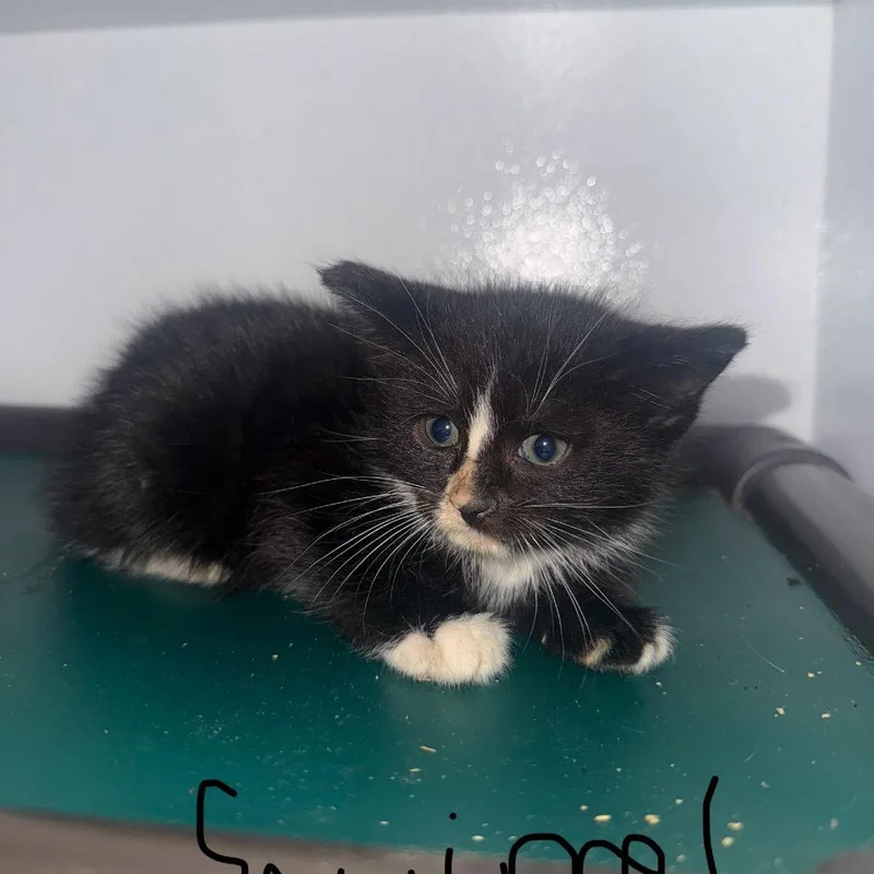 A baby small-sized male Black Domestic Short Hair cat named Squirrel for adoption in Tylertown, MS