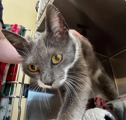 A young medium-sized female Domestic Short Hair cat named Bonnibelle for adoption in Burlington, WA