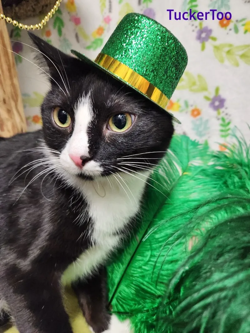 Tucker Too thumbnail 2