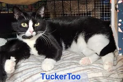 Tucker Too thumbnail 3