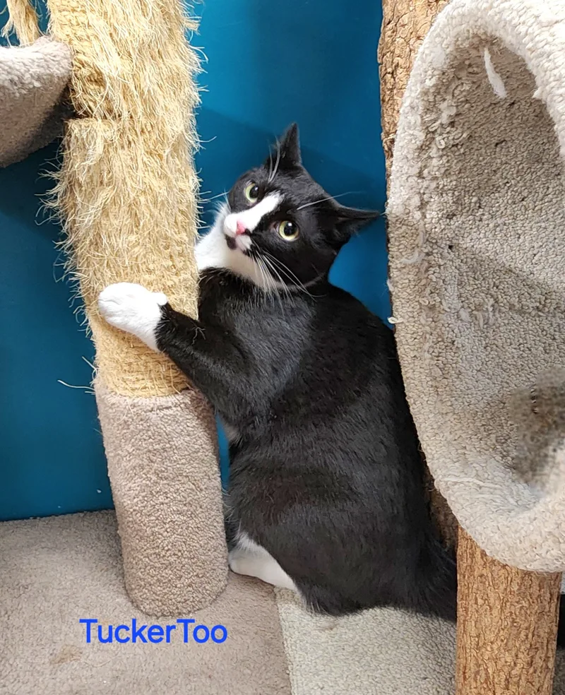 Tucker Too thumbnail 5