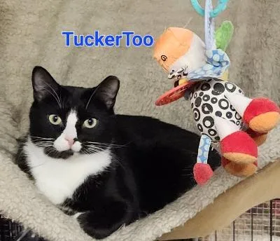 Tucker Too thumbnail 6