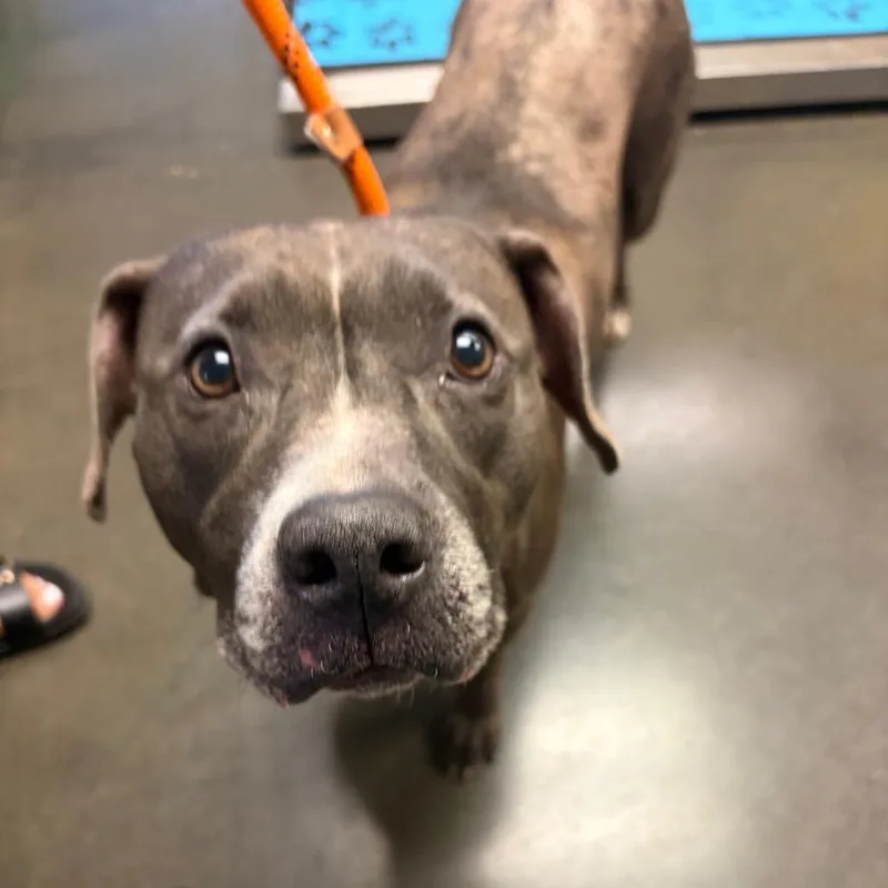 An adult medium-sized female Gray / Blue / Silver Mixed Breed dog named Dutchess for adoption in Newark, DE