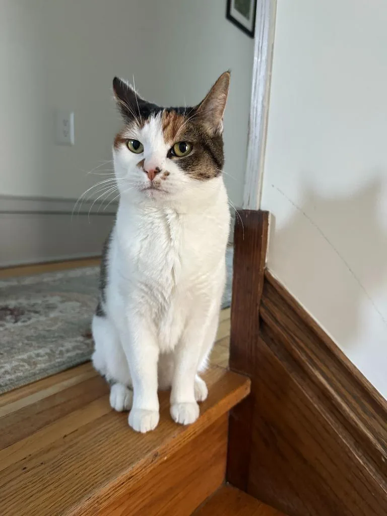 An adult medium-sized female Domestic Short Hair cat named Autumn for adoption in Minneapolis, MN