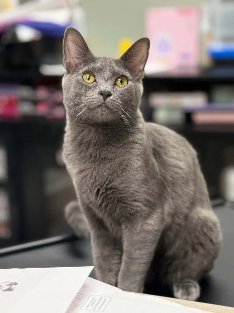 A baby medium-sized male Gray / Blue / Silver Domestic Short Hair cat named Crowley Valet for adoption in Mount Laurel, NJ