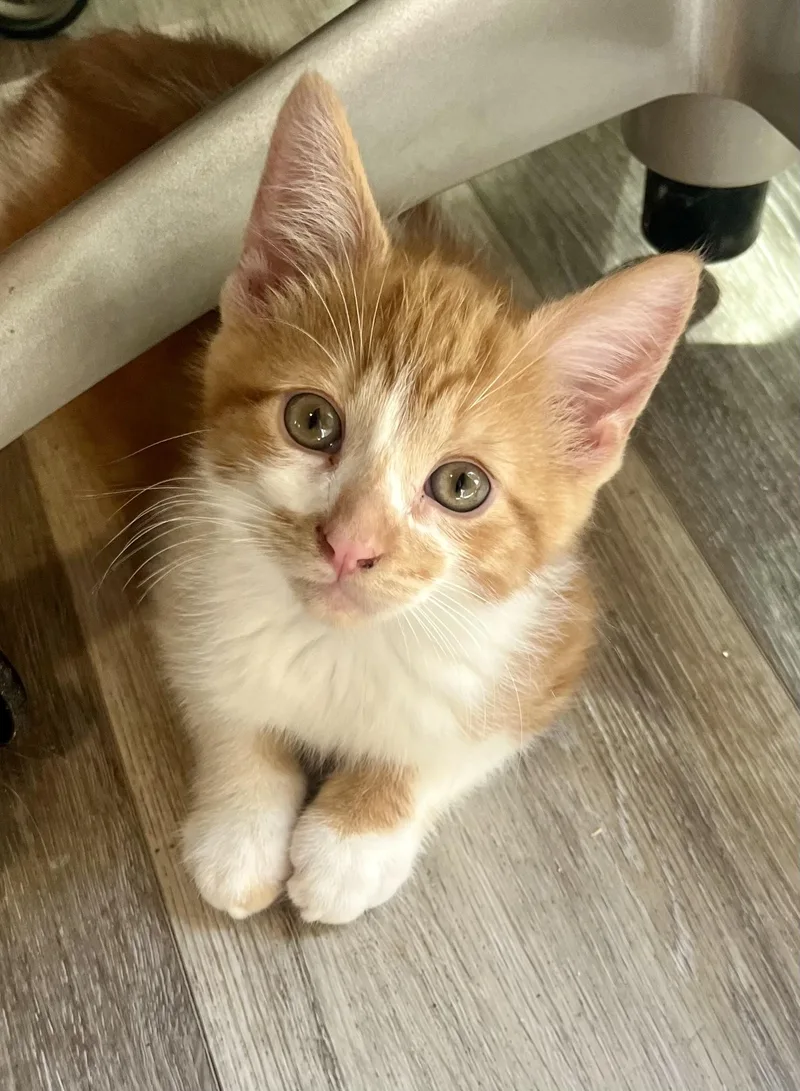 A baby medium-sized male Orange & White Domestic Short Hair cat named Bronny for adoption in Clawson, MI