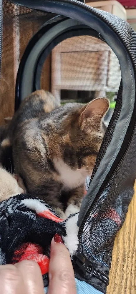 Mom Cat