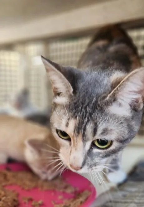 Mom Cat thumbnail 2