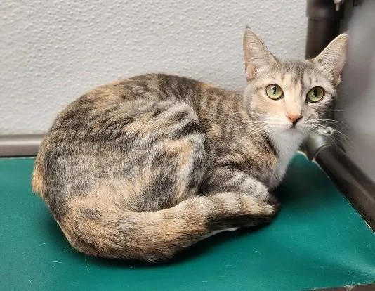Mom Cat thumbnail 3