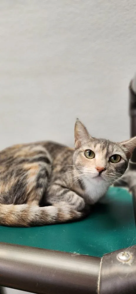 Mom Cat thumbnail 4