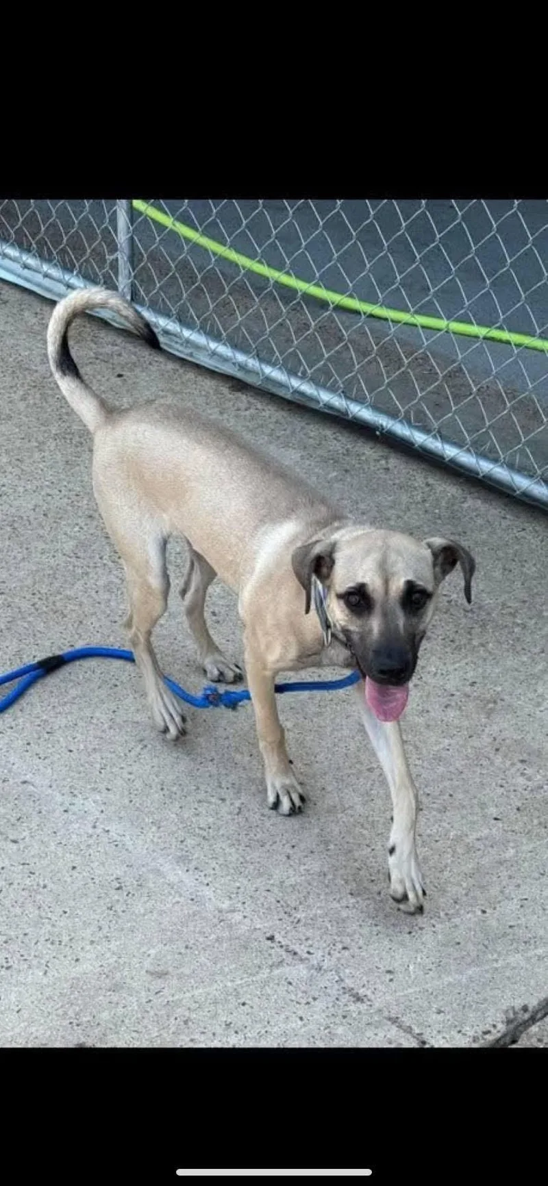 An adult medium-sized female Black Mouth Cur dog named Lucy for adoption in Holly Springs, MS