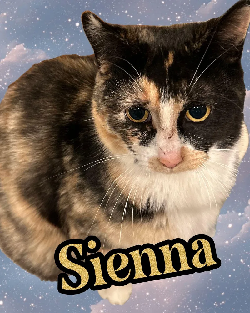 A young medium-sized female Calico Domestic Short Hair cat named Sienna for adoption in Bendersville, PA