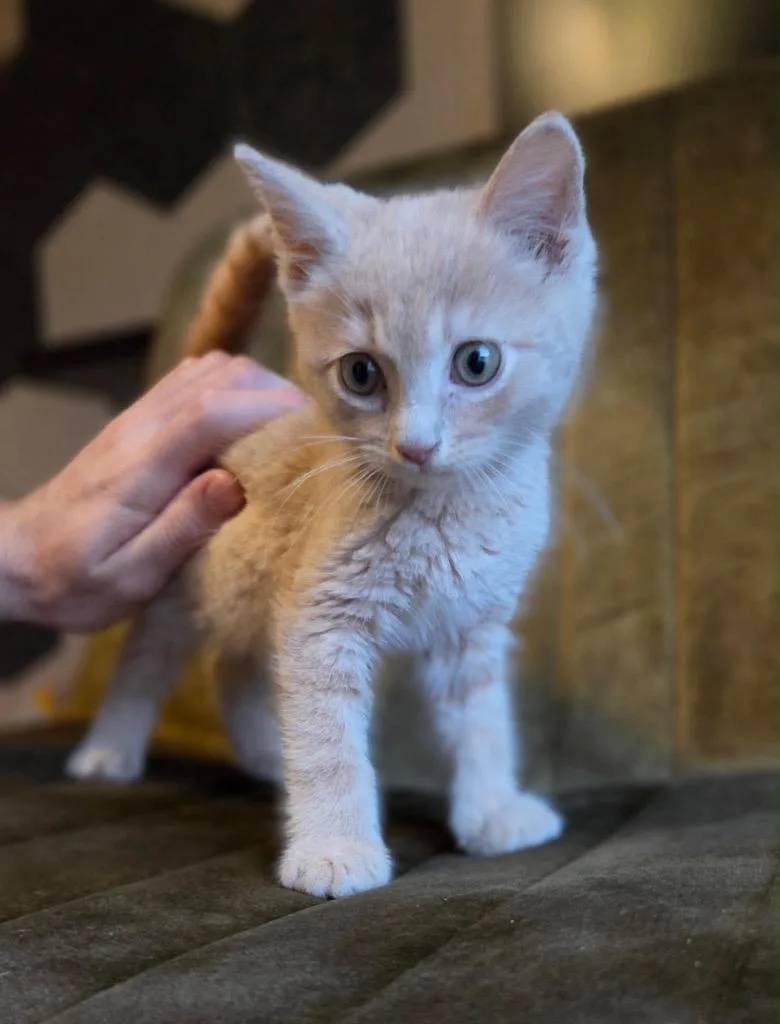 A baby small-sized male Domestic Short Hair cat named Catrick Swayzee for adoption in Gorham, ME