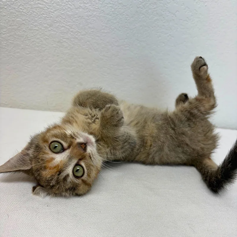 A baby medium-sized female Torbie Domestic Short Hair cat named Tibby for adoption in Pasco, WA