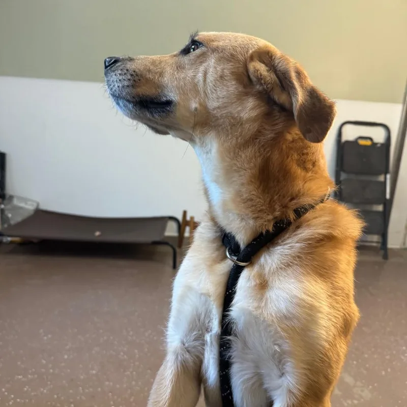 An adult medium-sized male Brown / Chocolate Mixed Breed dog named Scooter for adoption in Belleville, IL