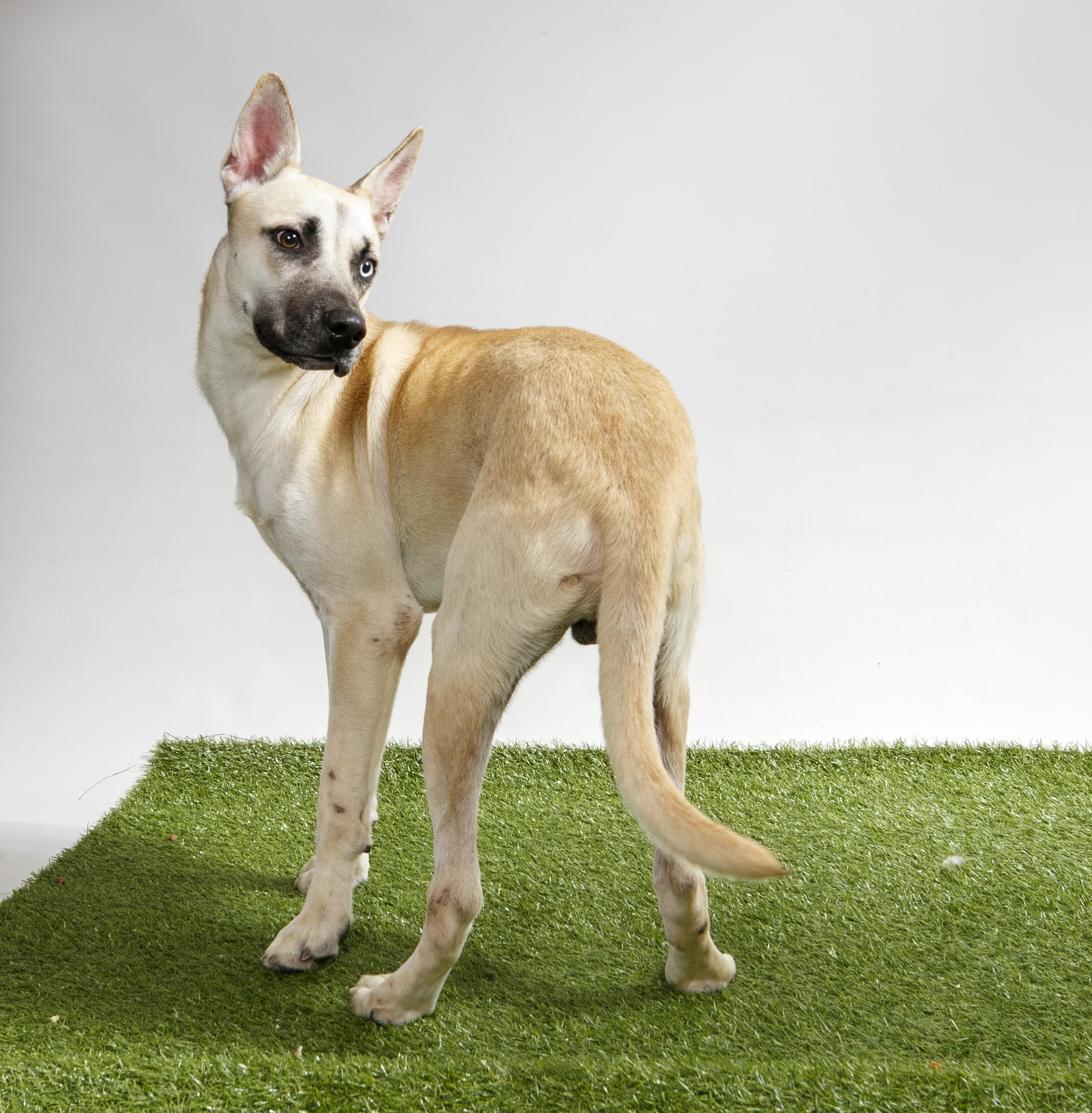 A young medium-sized male Apricot / Beige White German Shepherd dog named Solar Power for adoption in Harvey , LA