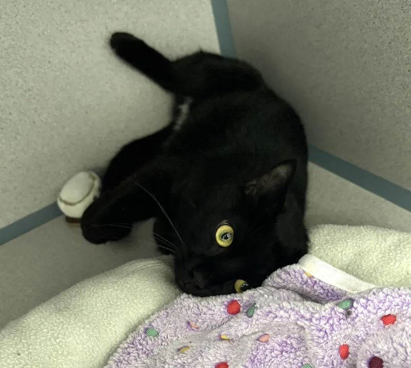 Inigo Montoya thumbnail 2