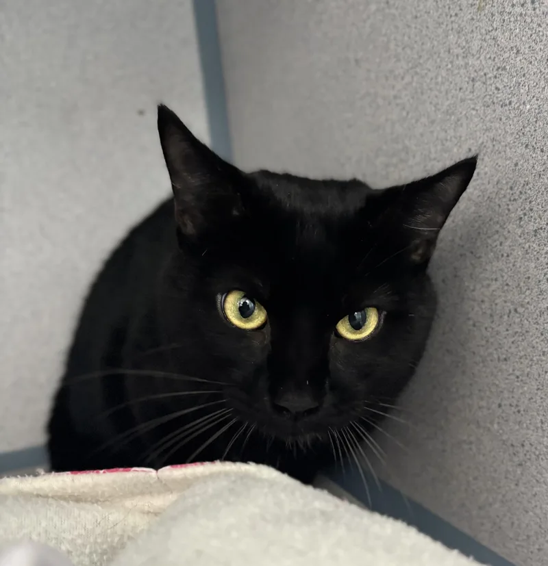 Inigo Montoya thumbnail 3