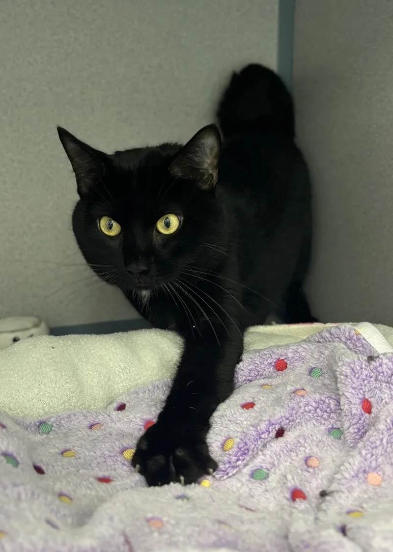 Inigo Montoya thumbnail 4