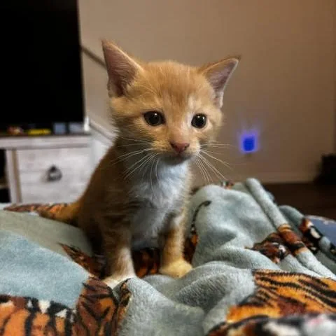 A baby small-sized female Orange / Red Domestic Short Hair cat named Madeline for adoption in Auburn, AL