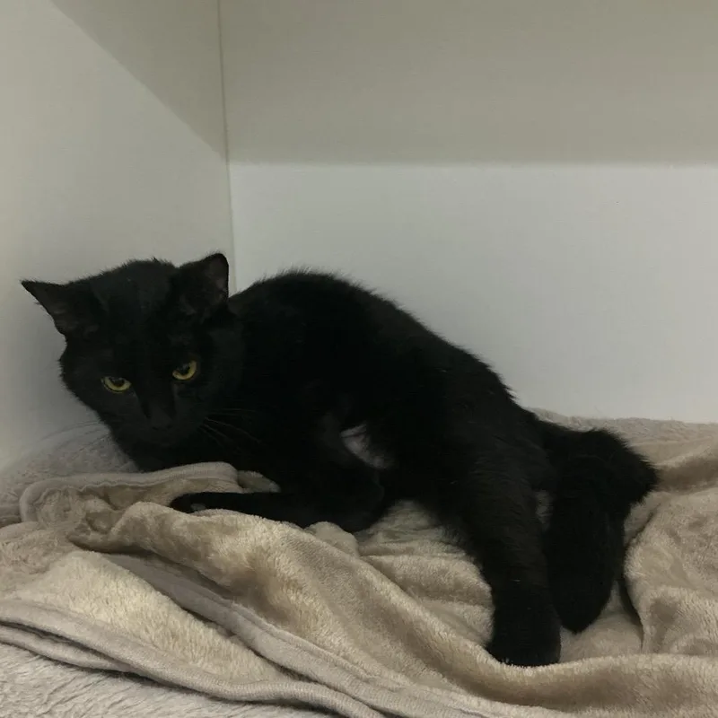 A young medium-sized female Black Domestic Short Hair cat named Ghost for adoption in Elizabeth City, NC