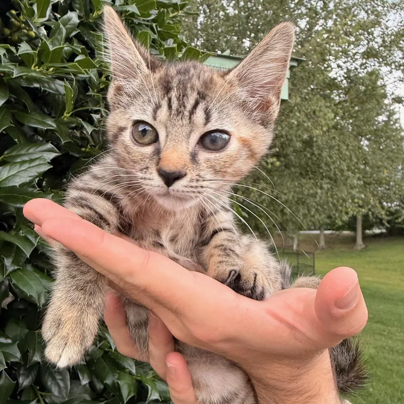 A baby medium-sized female Tabby (Buff / Tan / Fawn) Domestic Short Hair cat named Dahlia for adoption in Fairfax Station, VA