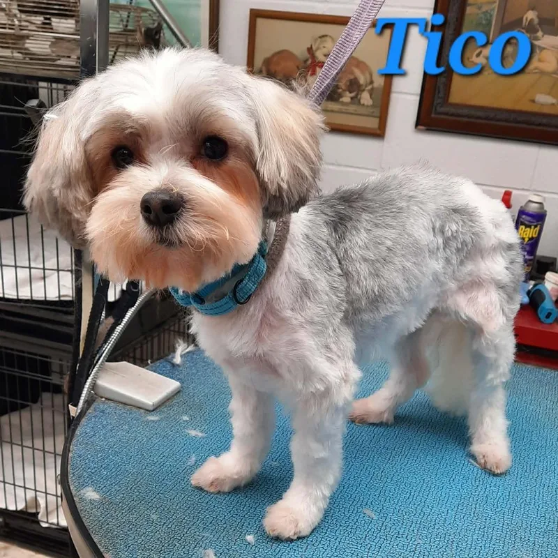 An adult small-sized male Black Shih Tzu dog named Tico for adoption in Olathe, KS