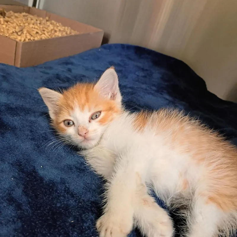A baby small-sized male Orange / Red Domestic Short Hair cat named Sebby for adoption in Lynchburg, VA