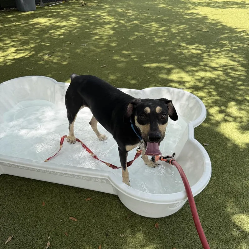 An adult medium-sized male Black Mixed Breed dog named Ross for adoption in Sarasota, FL