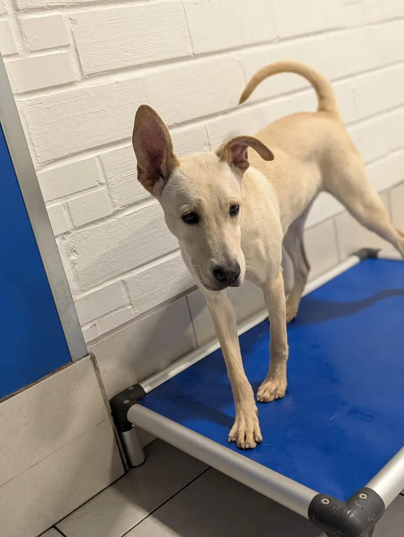 A young medium-sized male Belgian Shepherd / Malinois dog named Krypto for adoption in Houston, TX