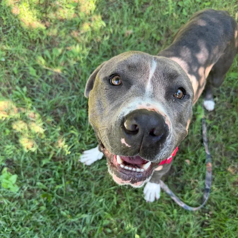 An adult large-sized male Mixed Breed dog named Gordie for adoption in Oshkosh, WI