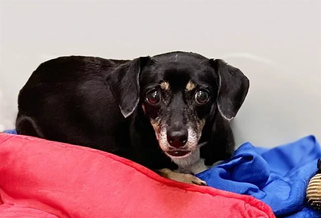 An adult medium-sized female Chihuahua dog named Lara for adoption in Fort Lauderdale, FL