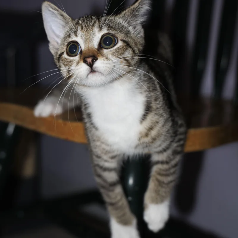 A baby small-sized female Tabby (Gray / Blue / Silver) Domestic Short Hair cat named Serena for adoption in Mount Rainier, MD