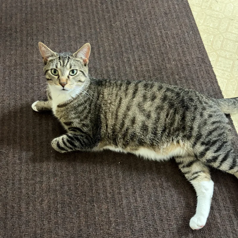 A young medium-sized male Tabby (Brown / Chocolate) Domestic Short Hair cat named Hobbes for adoption in Stoughton, WI