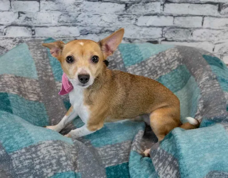 A young small-sized female Chihuahua dog named Carla for adoption in Kennesaw, GA