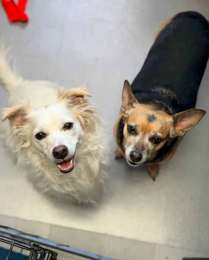 An adult small-sized female Chihuahua dog named S'mores for adoption in Los Angeles, CA